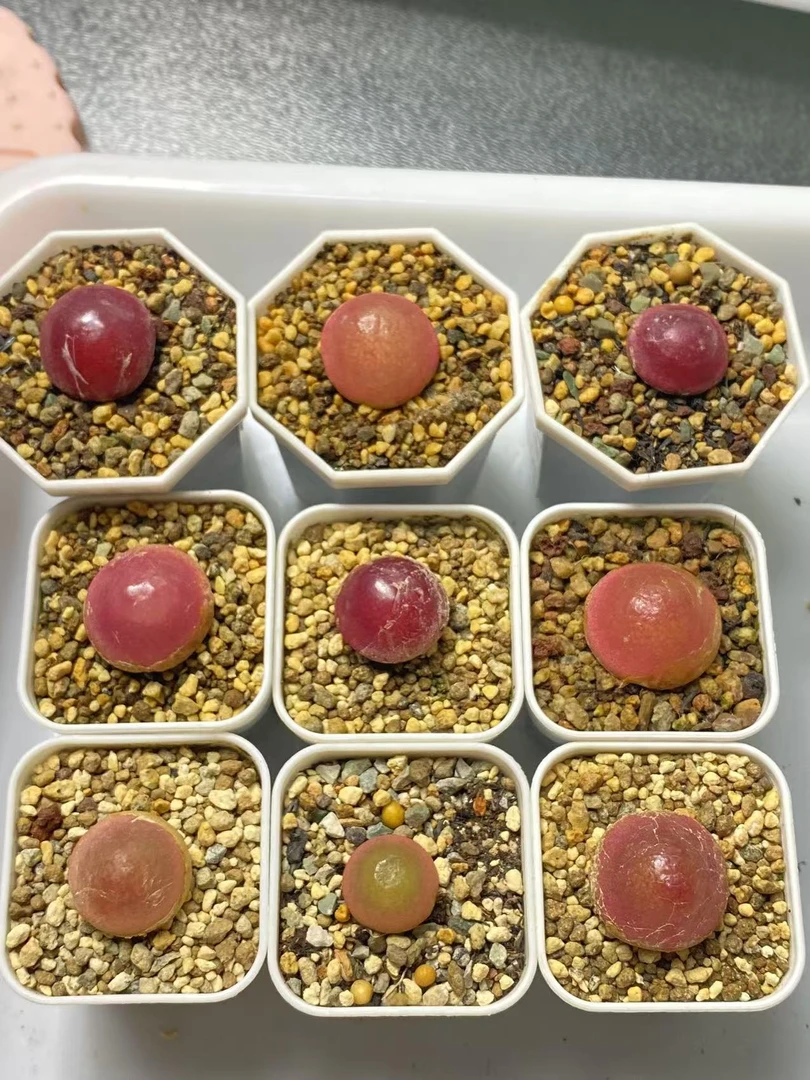 一物一拍如图灯泡肉锥一组9颗尺寸1.5到2.2