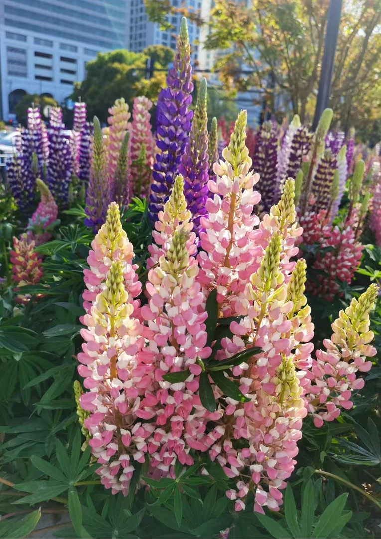 【鲁冰花】 一加仑盆 庭院阳台新手好养绿植 四季盆栽植物