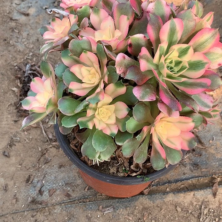 多肉植物香妃有砍228