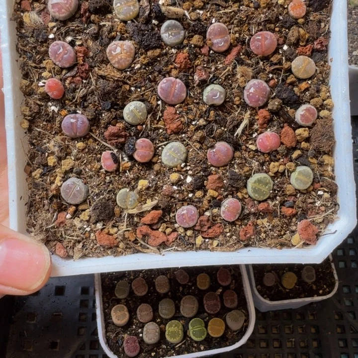 多肉植物的生长461