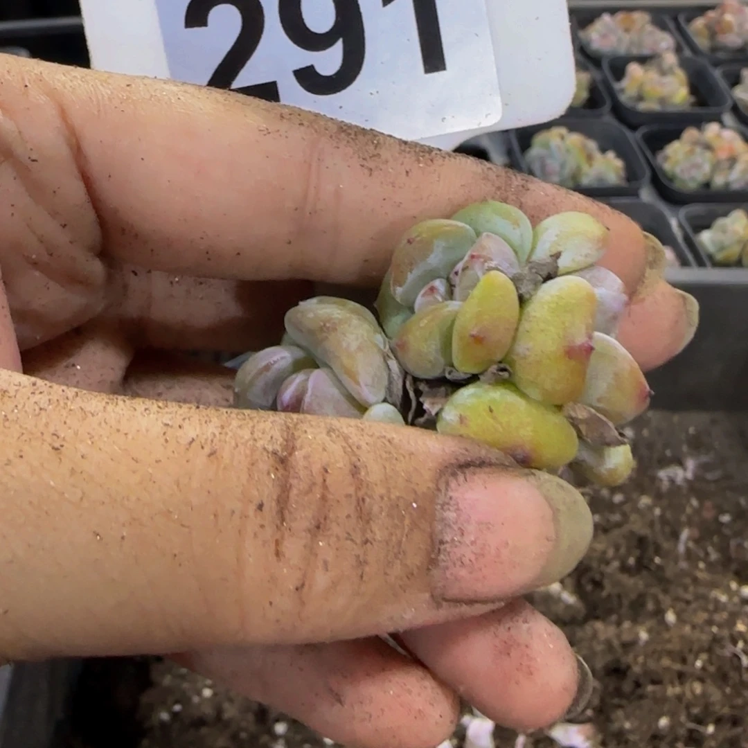 0***1291 号一物一拍特价