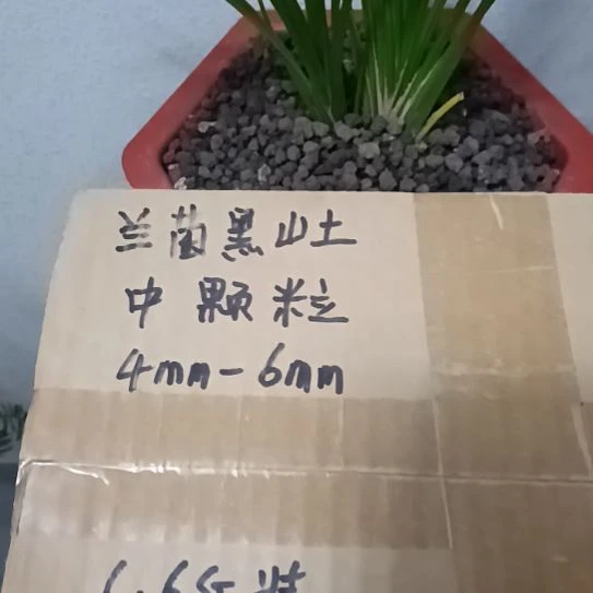 马***夹兰菌黑山土中颗粒6.6斤