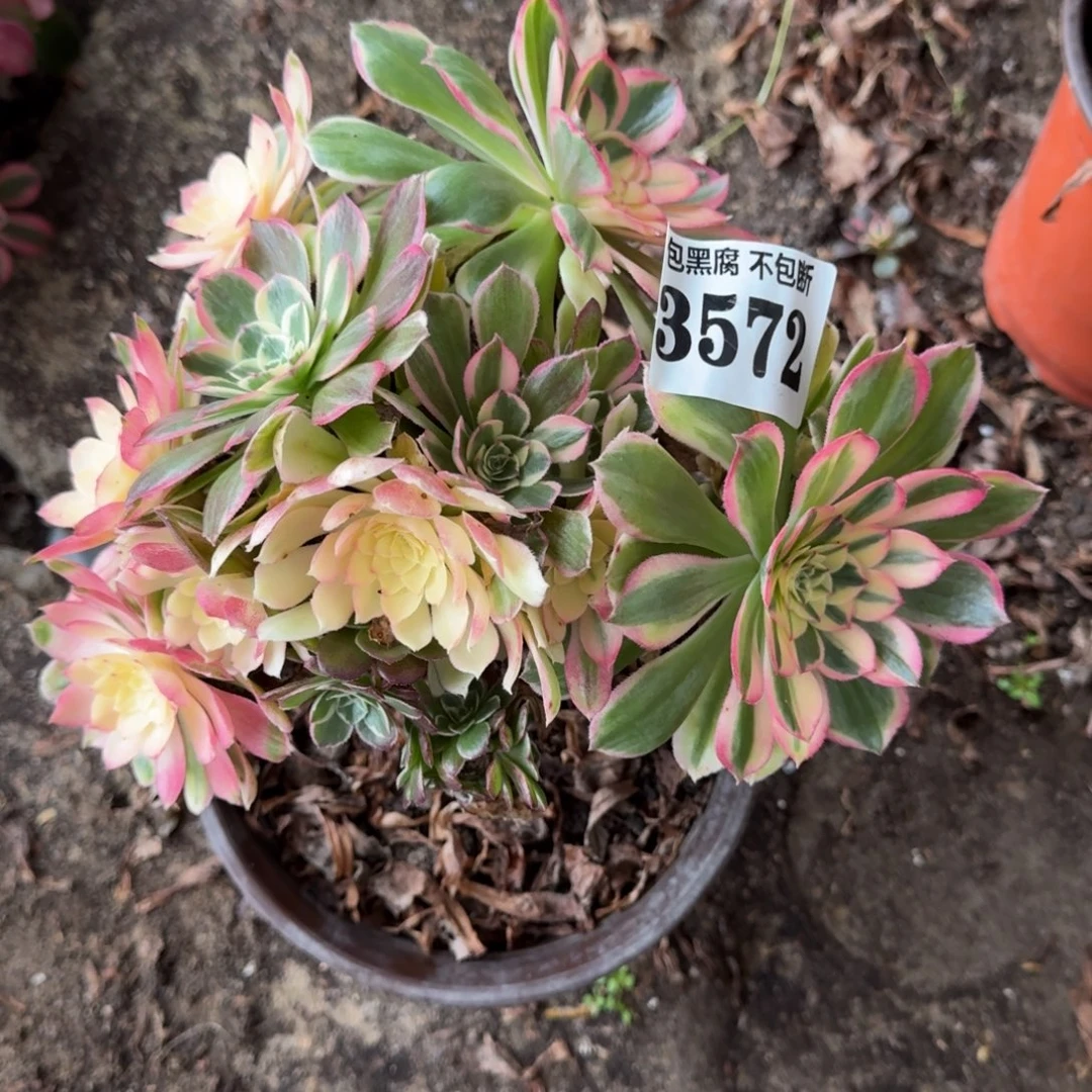 法师 丘比特3572 19-48