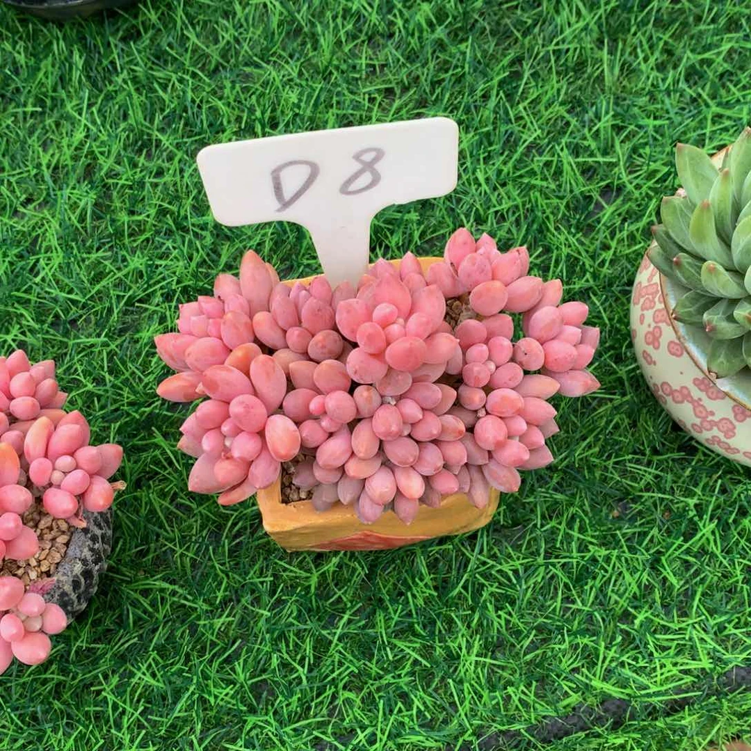 拉****店星黛露多肉植物6262