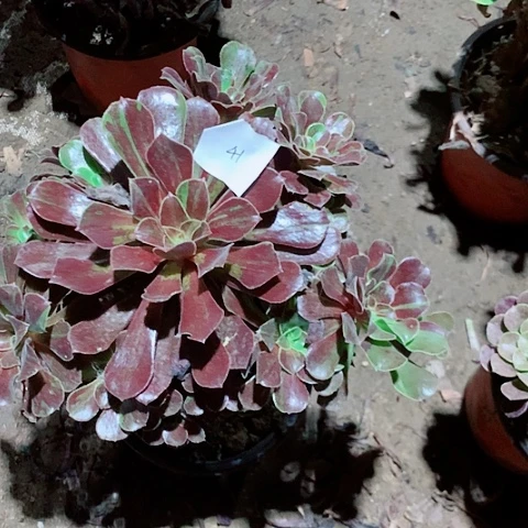 幸***福欧入啦多肉植物41