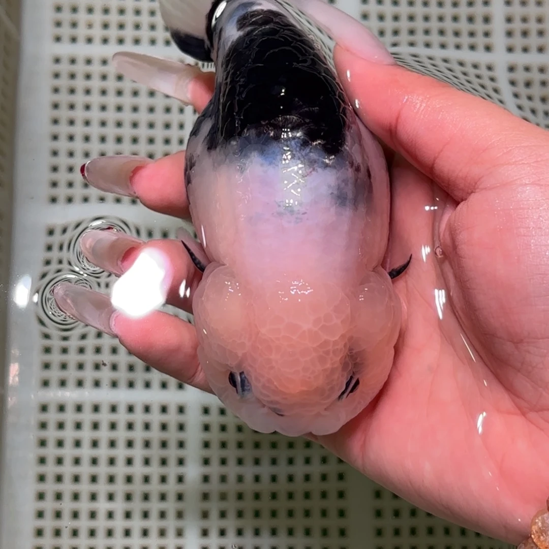 H***e金鱼拍包装包邮不拍包装运费到付