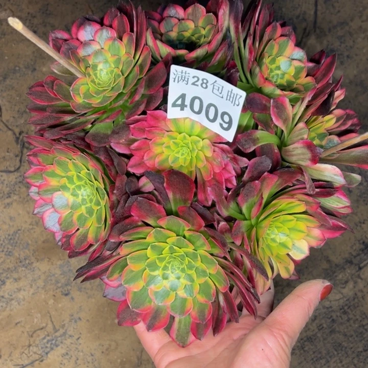 4009朝霞多肉植物