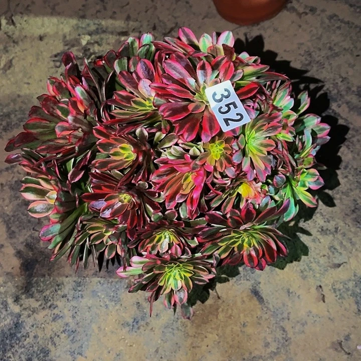 352朝霞多肉植物砍头丛林量拍