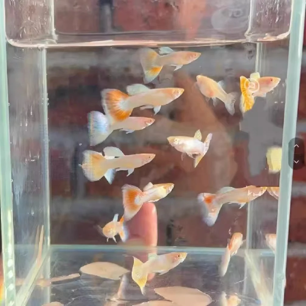 火烧云孔雀鱼小型热带鱼凤尾鱼精品纯种淡水好养耐活胎生鱼苗