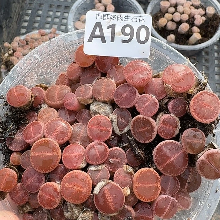 190多肉植物多肉植物