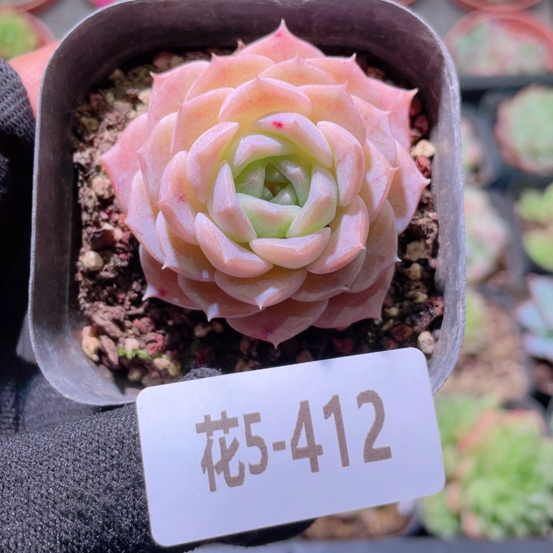 花利美5-412纯爱