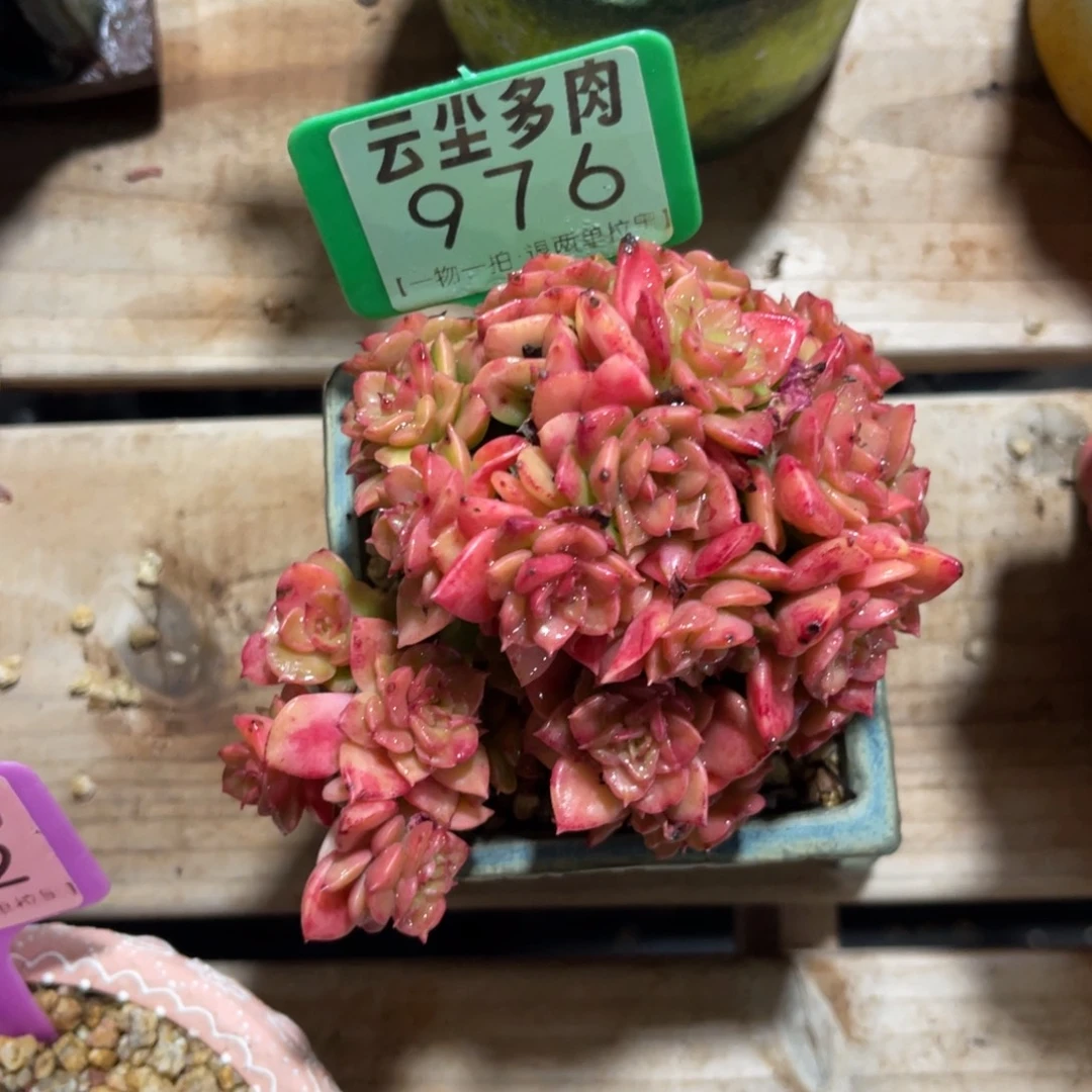 无***虑云尘多肉一物一拍976不含盆，