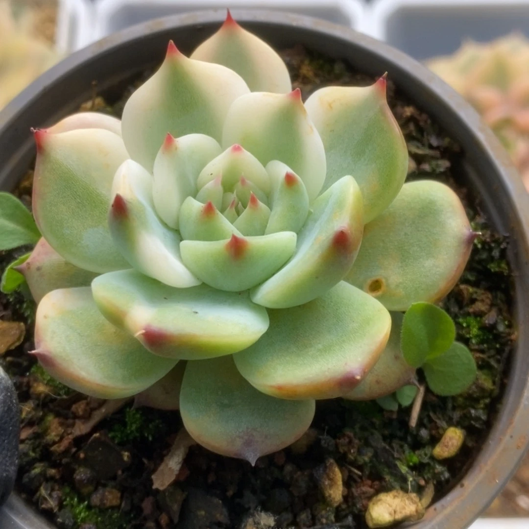 219锦锦锦锦锦锦锦锦锦