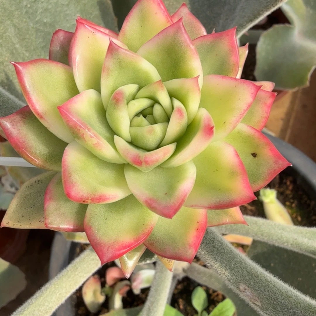 佛兰克锦多肉锦植物