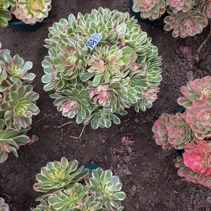 孔雀翎花38-39包邮花花