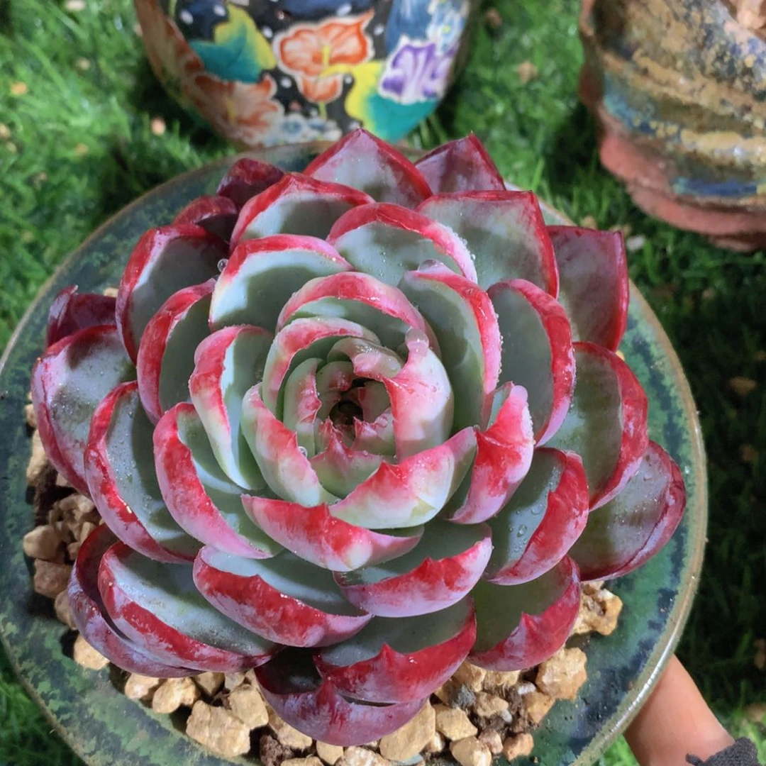 惊鸿仙子12 公分一物一拍