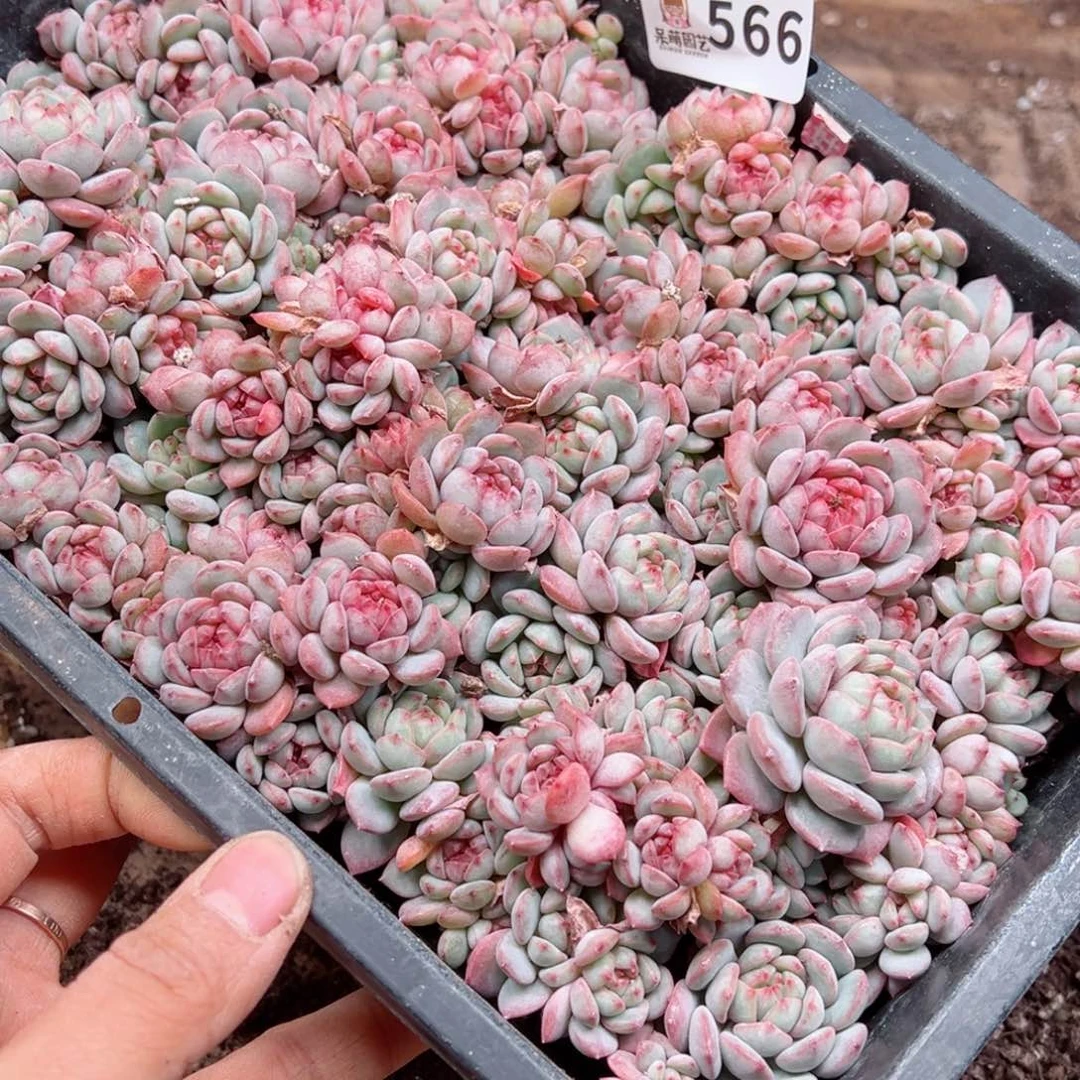 静多肉植物多肉植物