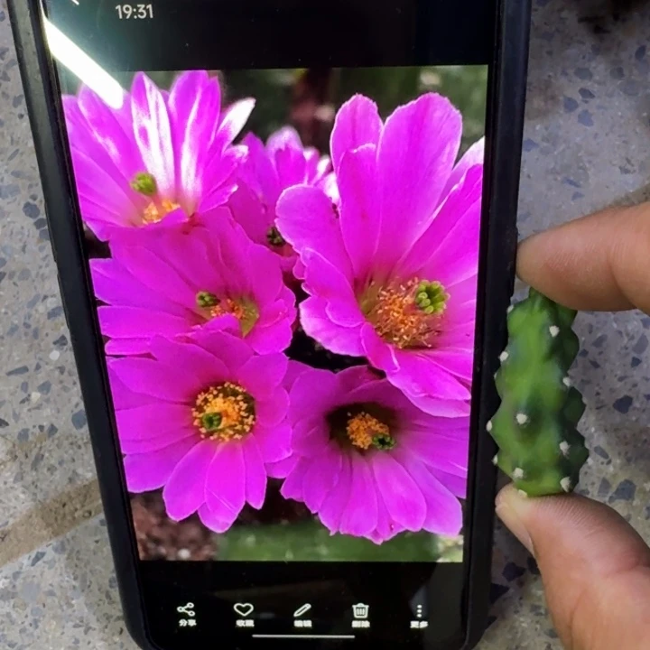 3水仙情郎2个无根侧牙小软，20包邮