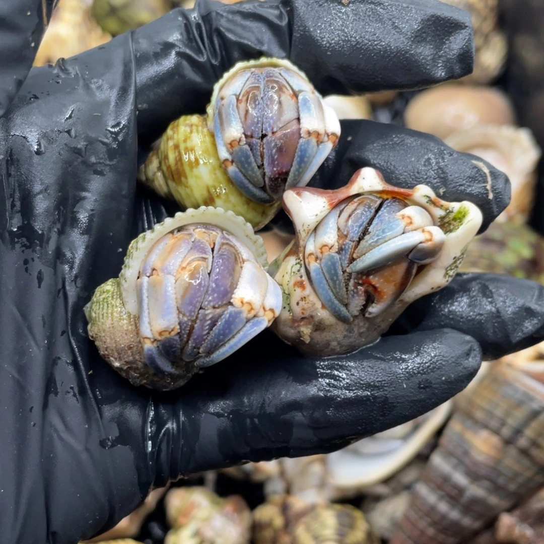 ᰔ***w救出抽风v比较可靠