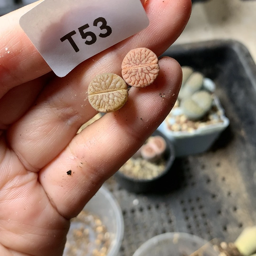 肖*T53多肉植物保护