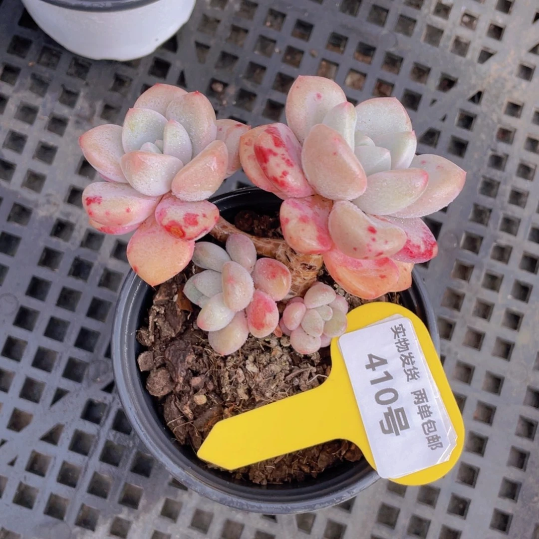 40个号白鹭老桩一个