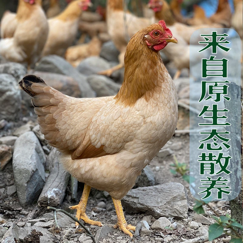 土鸡散养鸡新鲜现杀走地鸡跑山鸡月子鸡母鸡公鸡童子鸡炖汤生态