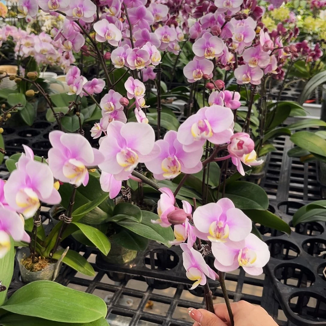 大部分花苞少量开放 小梅花