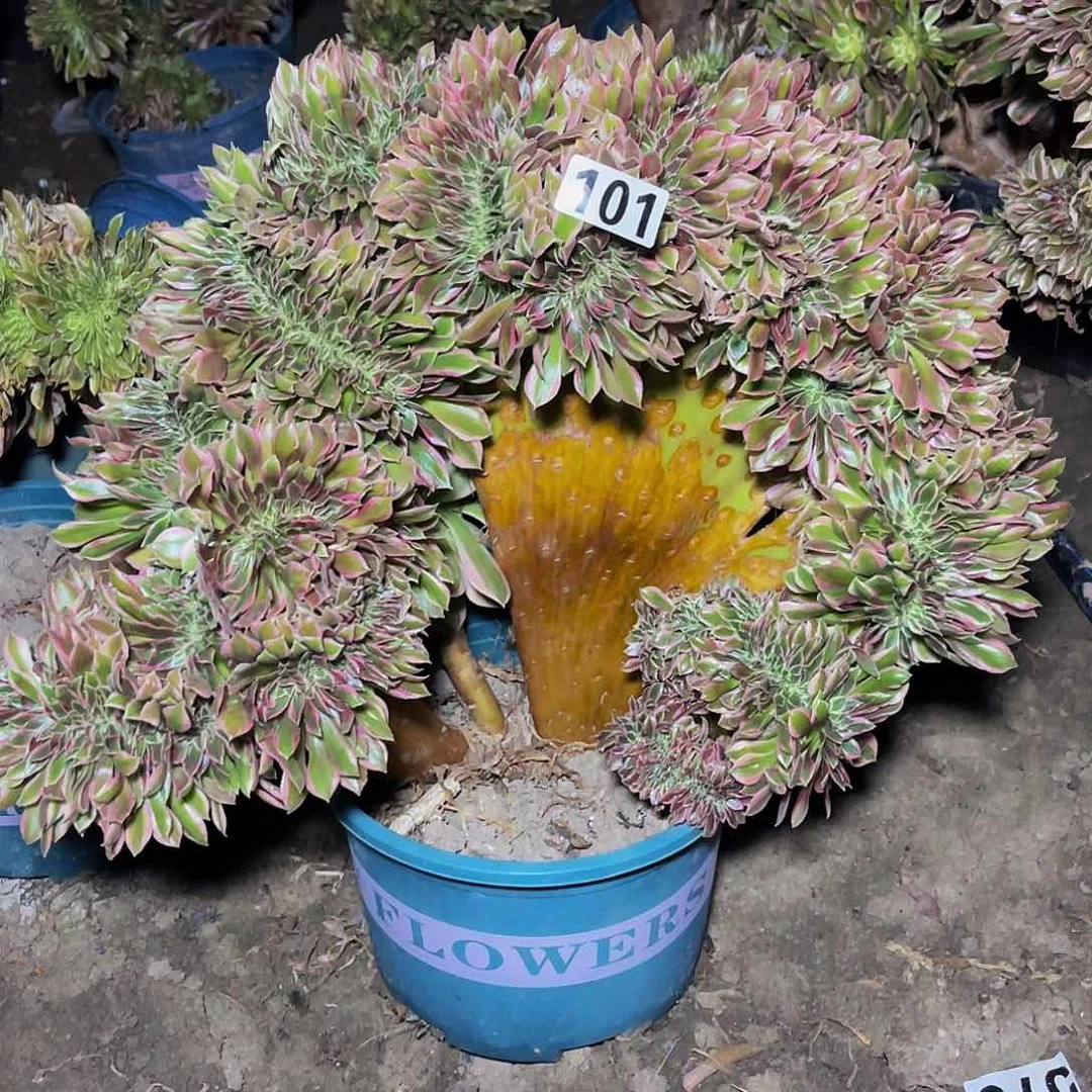 法师法师15//44包邮法师