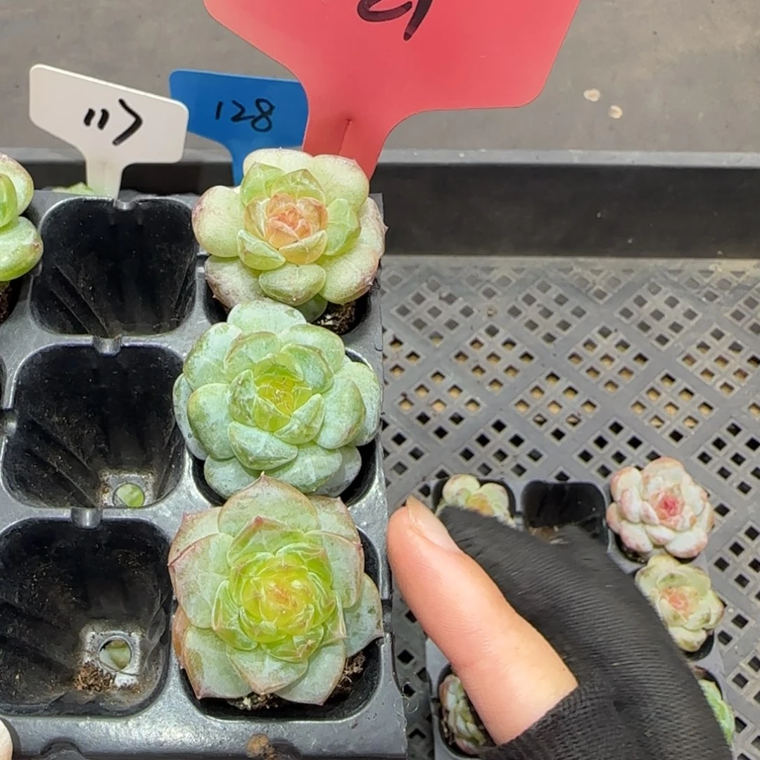 121满38包邮➗偏远3颗发货后不退货退款
