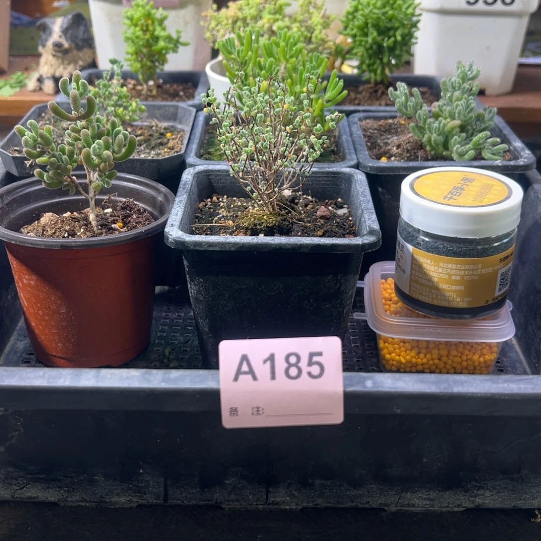 枝干番杏多肉植物185安