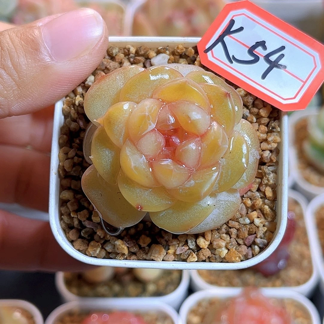 K54  新品珍妮 满18包邮