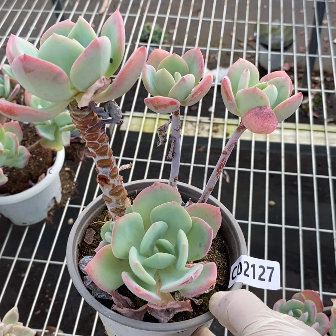 2127白月光一物一拍