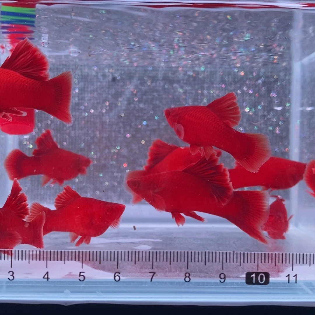 愛***.红剑鱼高鳍红剑亚成5公5母