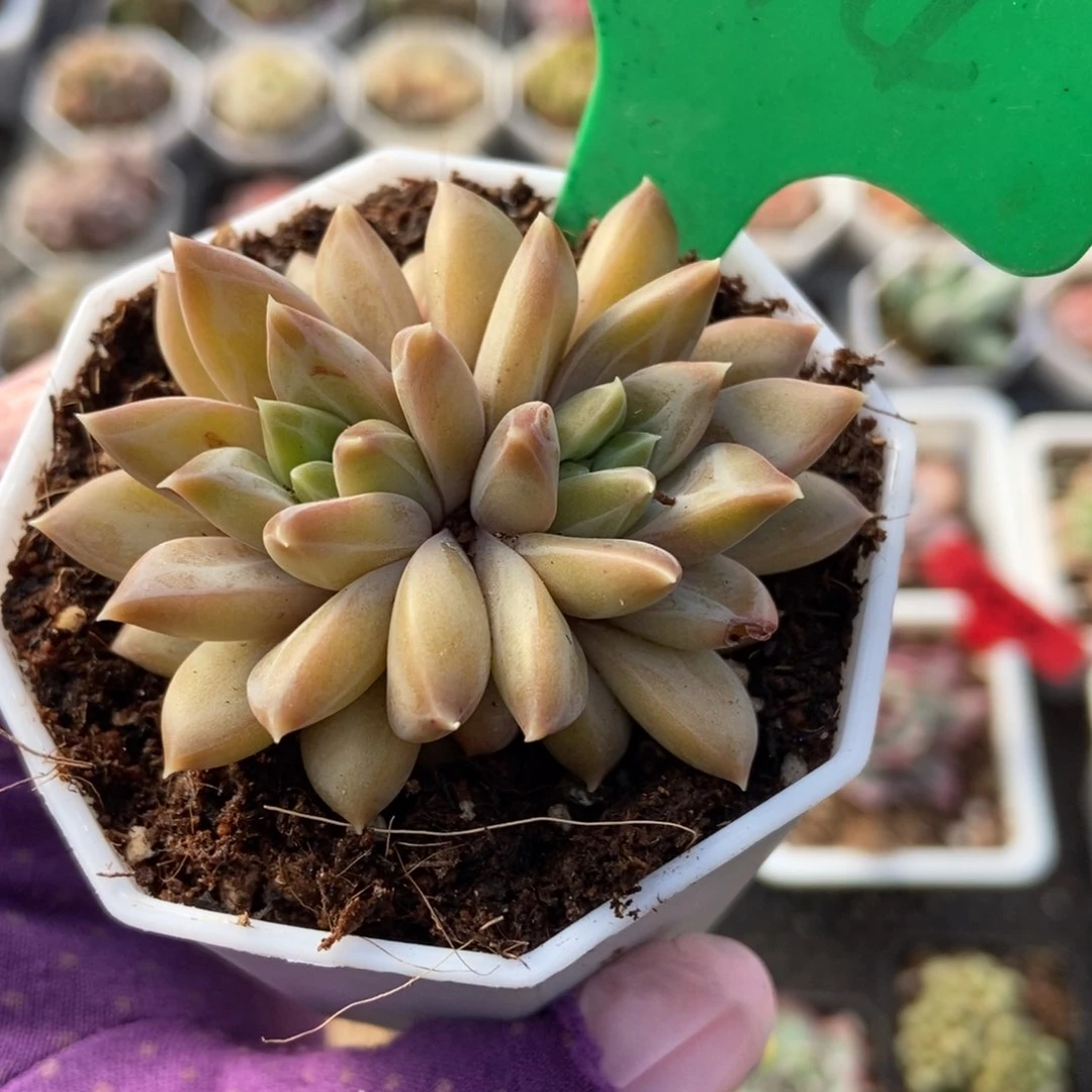 1044牧斯美人多肉植物