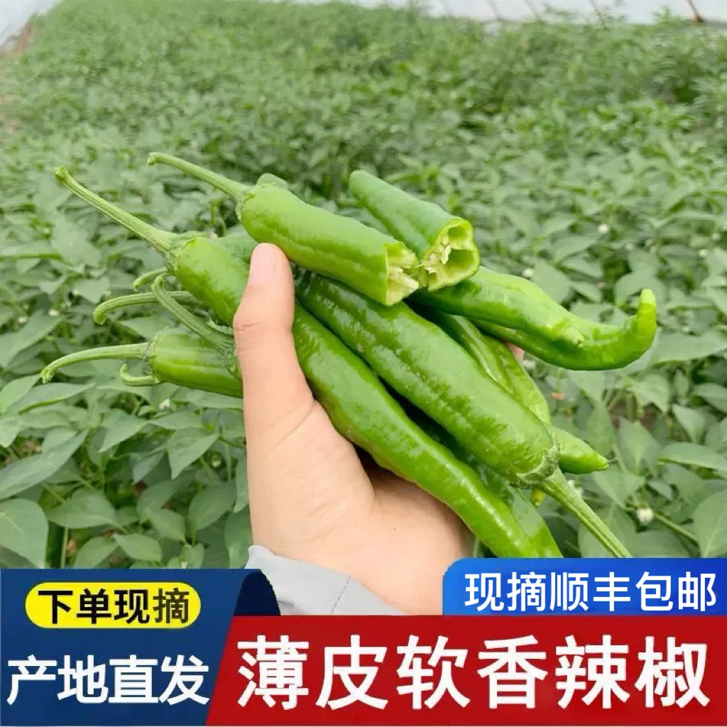 【顺丰包邮】正宗湘研55号 湘西农家新鲜现摘肉厚皮薄