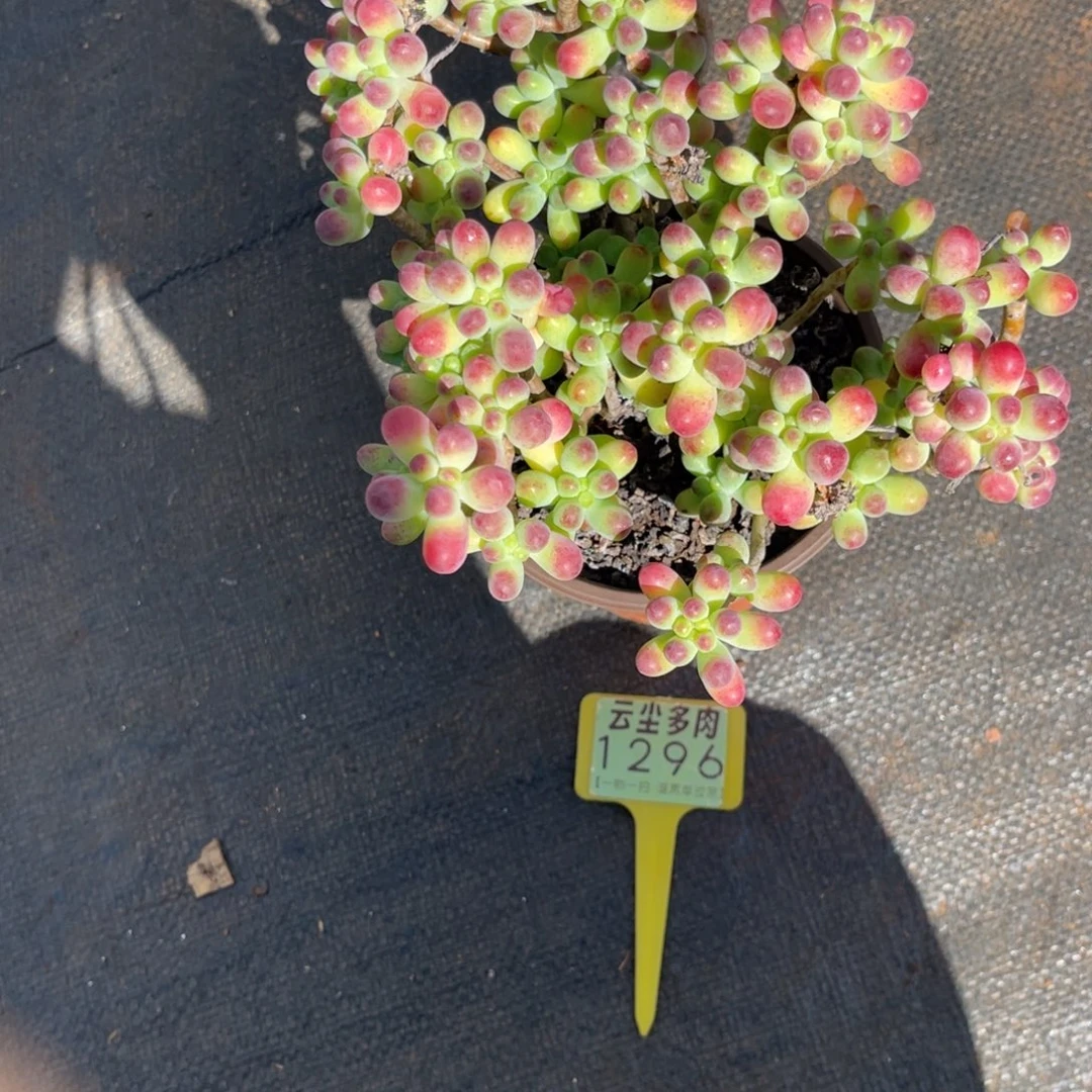 云尘多肉一物一拍1296，