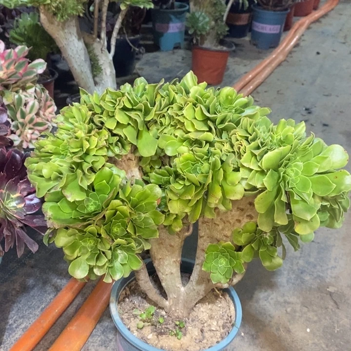 绿羊绒缀多肉植物71