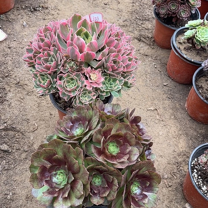 353多肉植物组合，