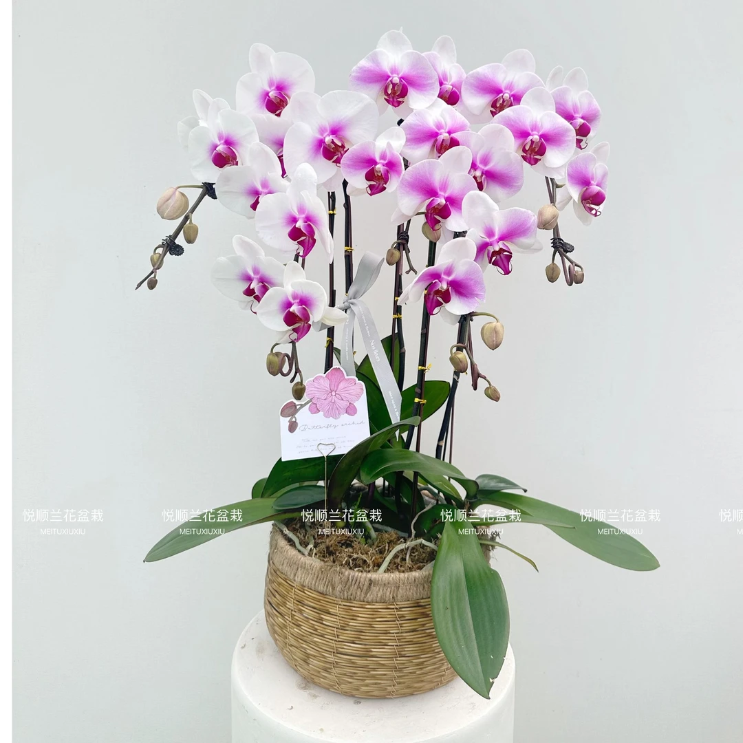 蝴蝶兰 婚纱 绿植花卉 叶片自然开裂（开放度低 多花苞）