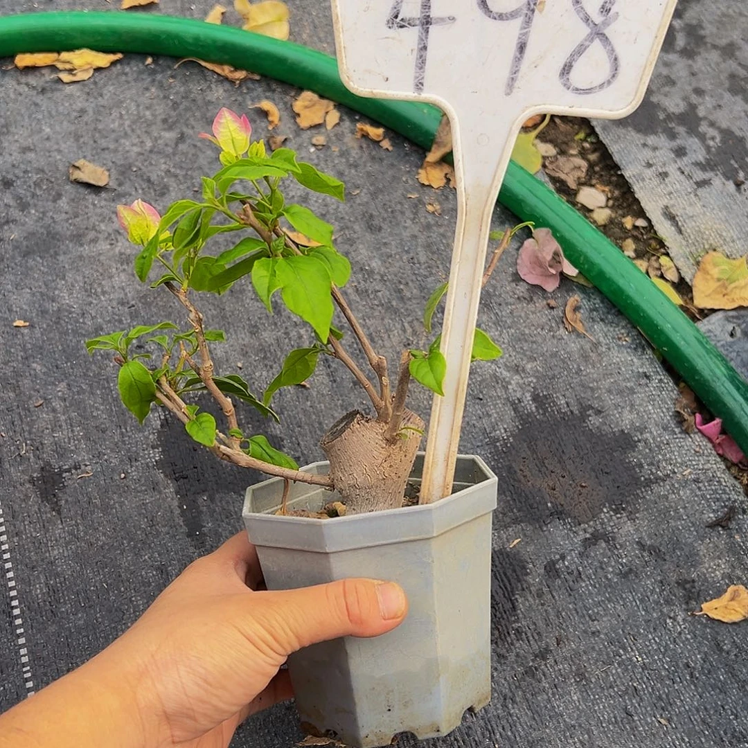 当前无花栽培后可以开花  口红 坨坨  大宝 498