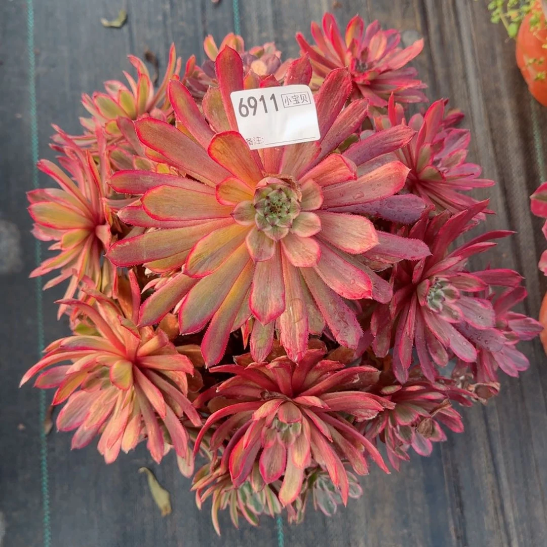 用****46911紫霞多肉多肉