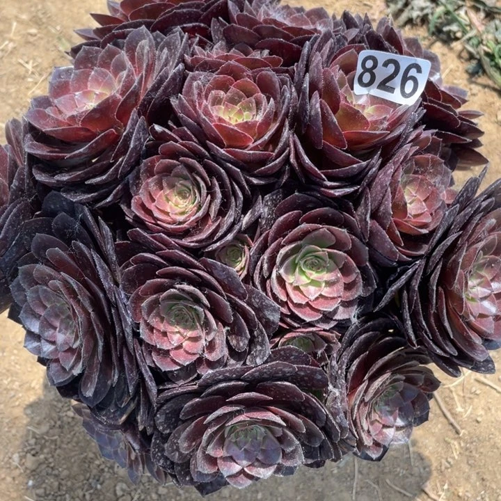 826多肉植物桃花石