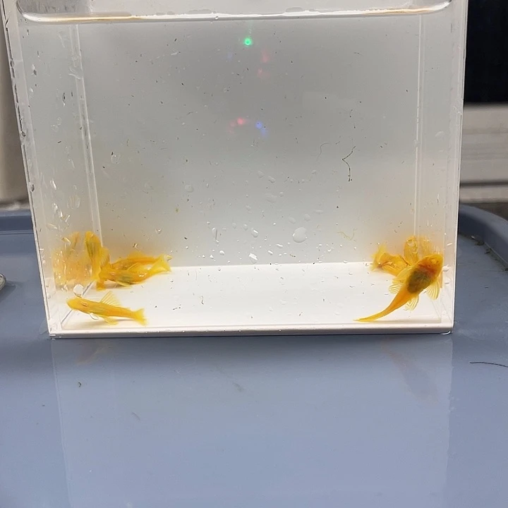 清道夫鱼小胡子10条