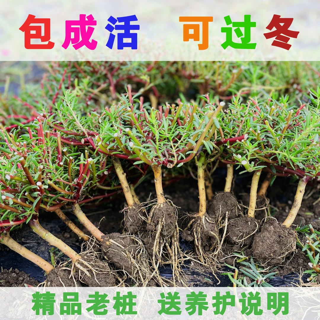 重瓣多色太阳花多年生老桩耐热耐寒四季开花室内庭院阳台绿植花卉