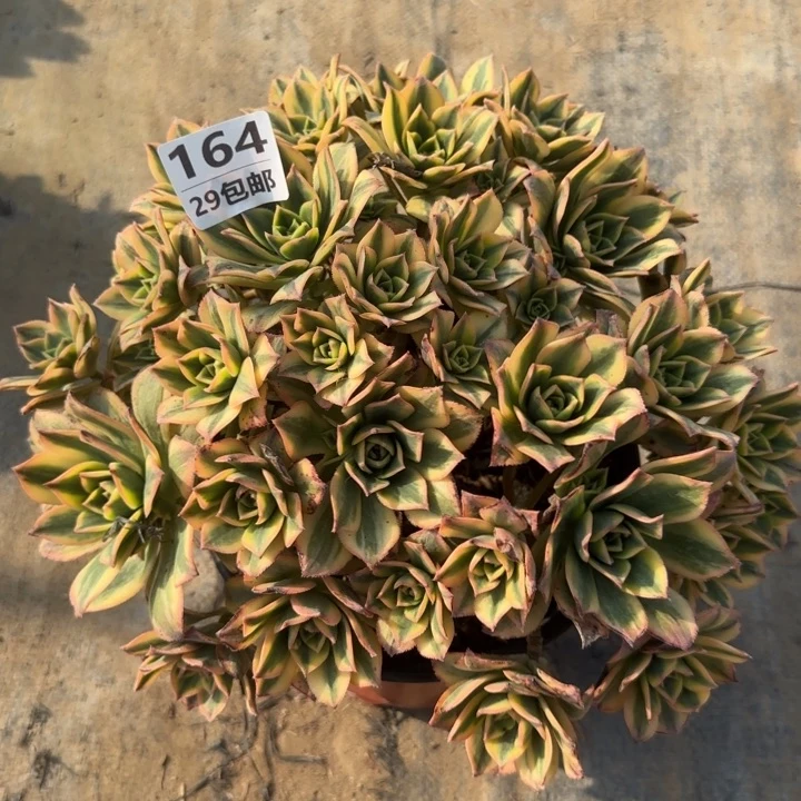 星爆……多肉植物……