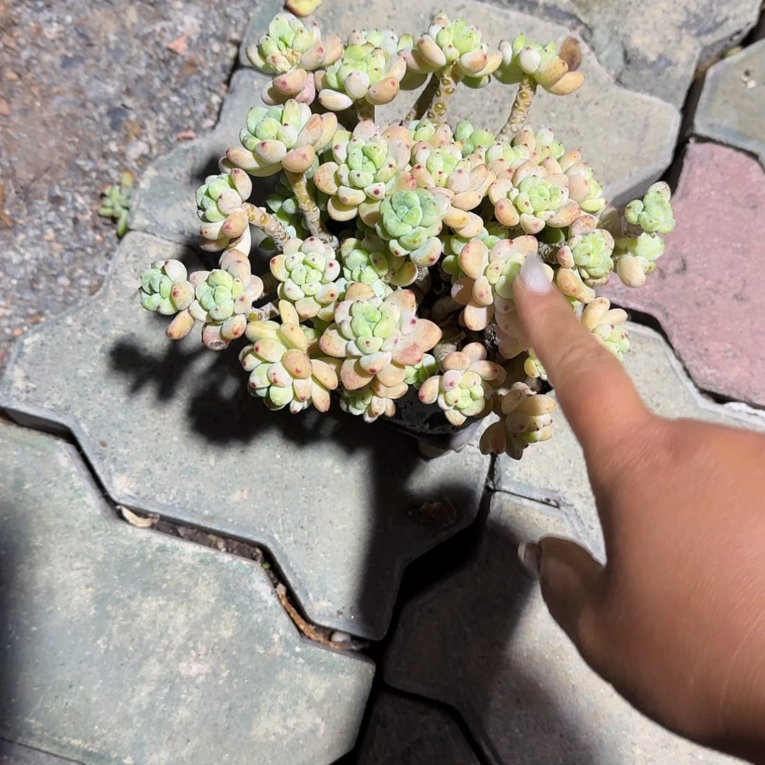 手捏盆罗琦多肉植物