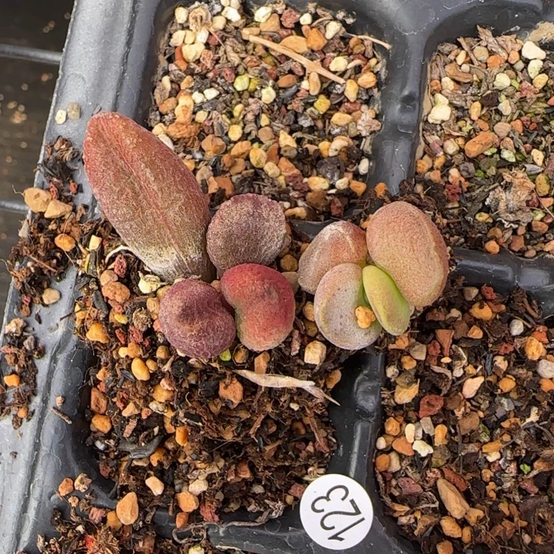 水泡组合多肉植物水泡123