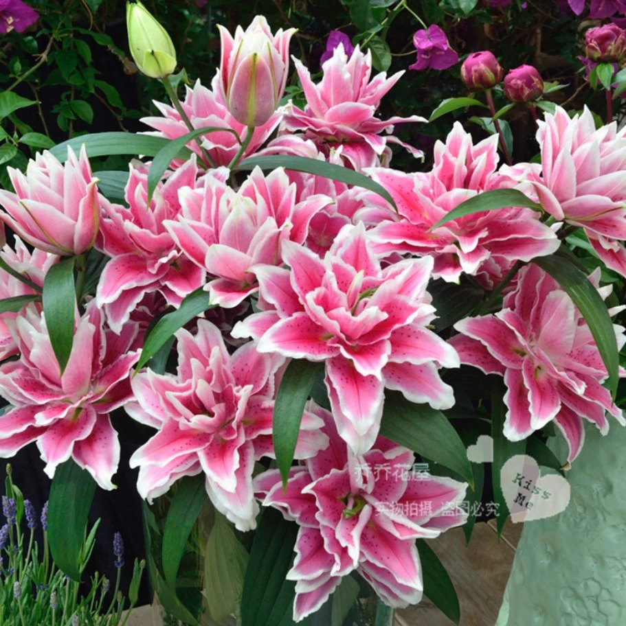 乔乔花屋 1球火星之恋大球16/18cm深粉色香水百合球 不带盆土包邮