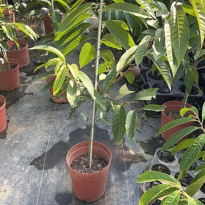 陪***白天使245888678998888