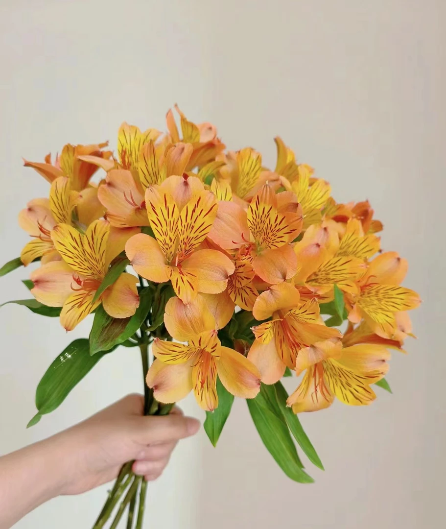 橙色水仙百合六出花【两单顺丰冷链或京东快递】云南鲜花基地